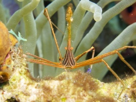 Yellowline Arrow Crab IMG 7525